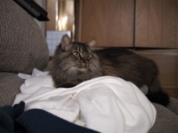 Hermes DS couch C201197.JPG